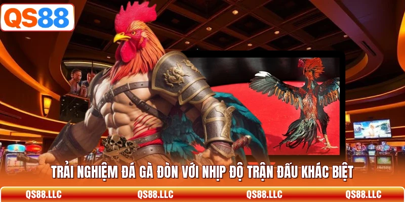 Trải nghiệm đá gà đòn với nhịp độ trận đấu khác biệt 